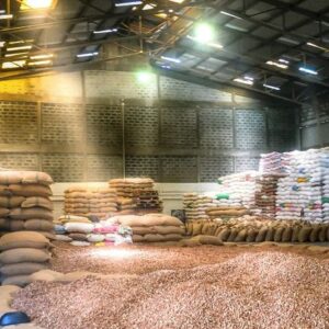 Dried betelnuts aboutus 1 Roasted Betel Nuts Supplier and Exporter